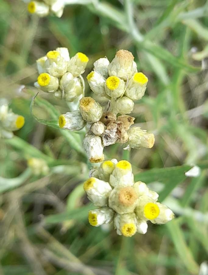 Pseudognaphalium gaudichaudianum flower