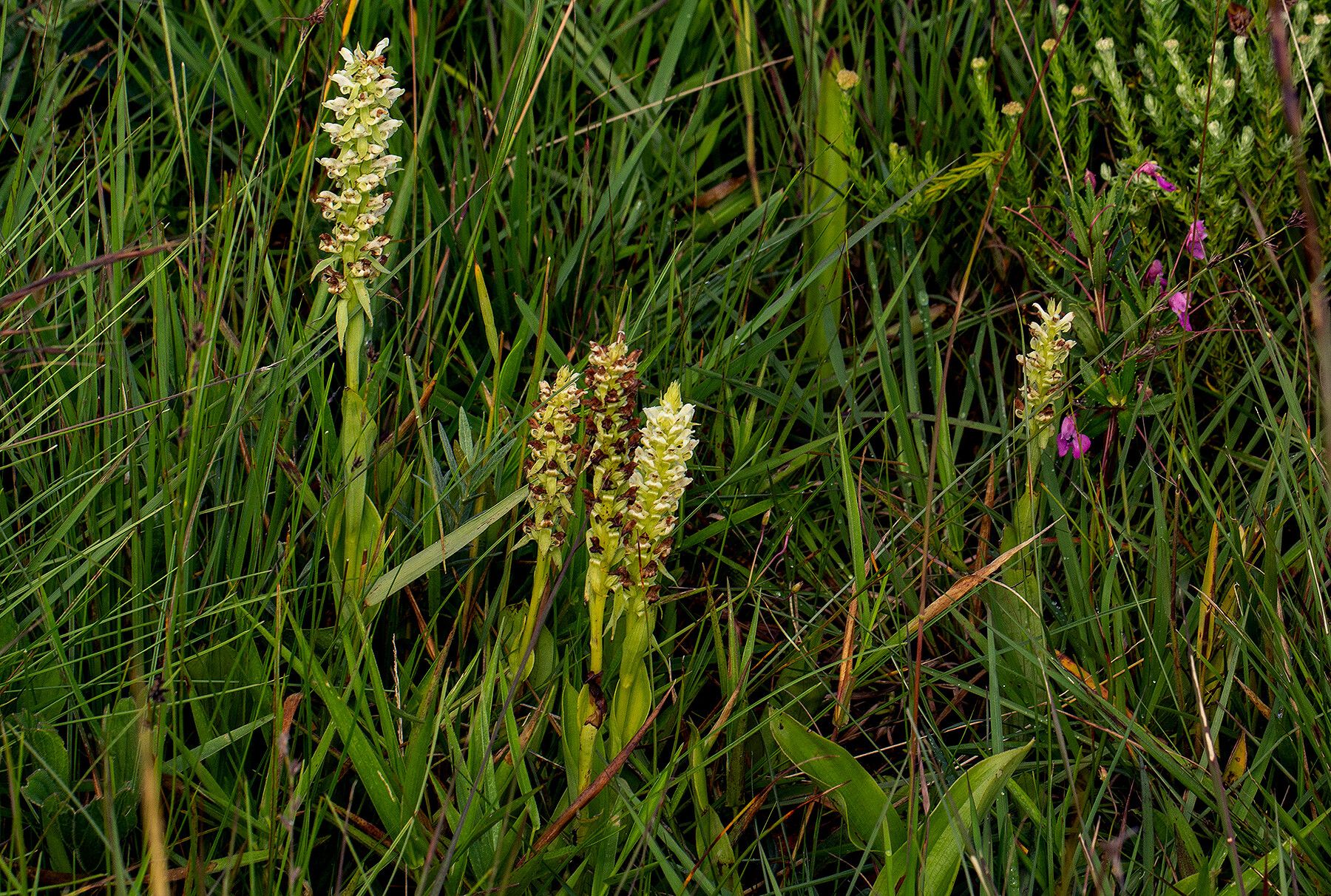 Satyrium amblyosaccos habit