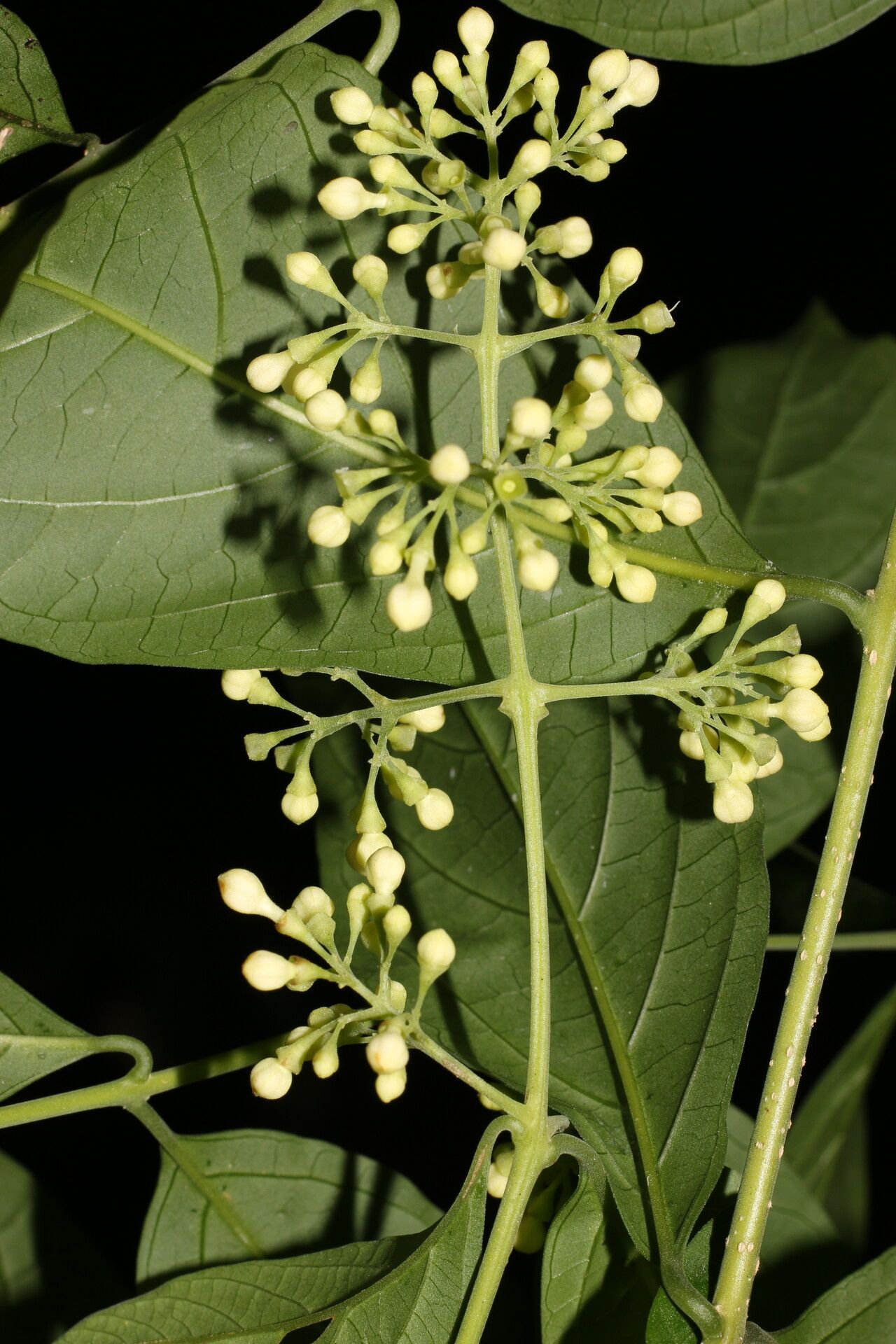 Aegiphila panamensis flower