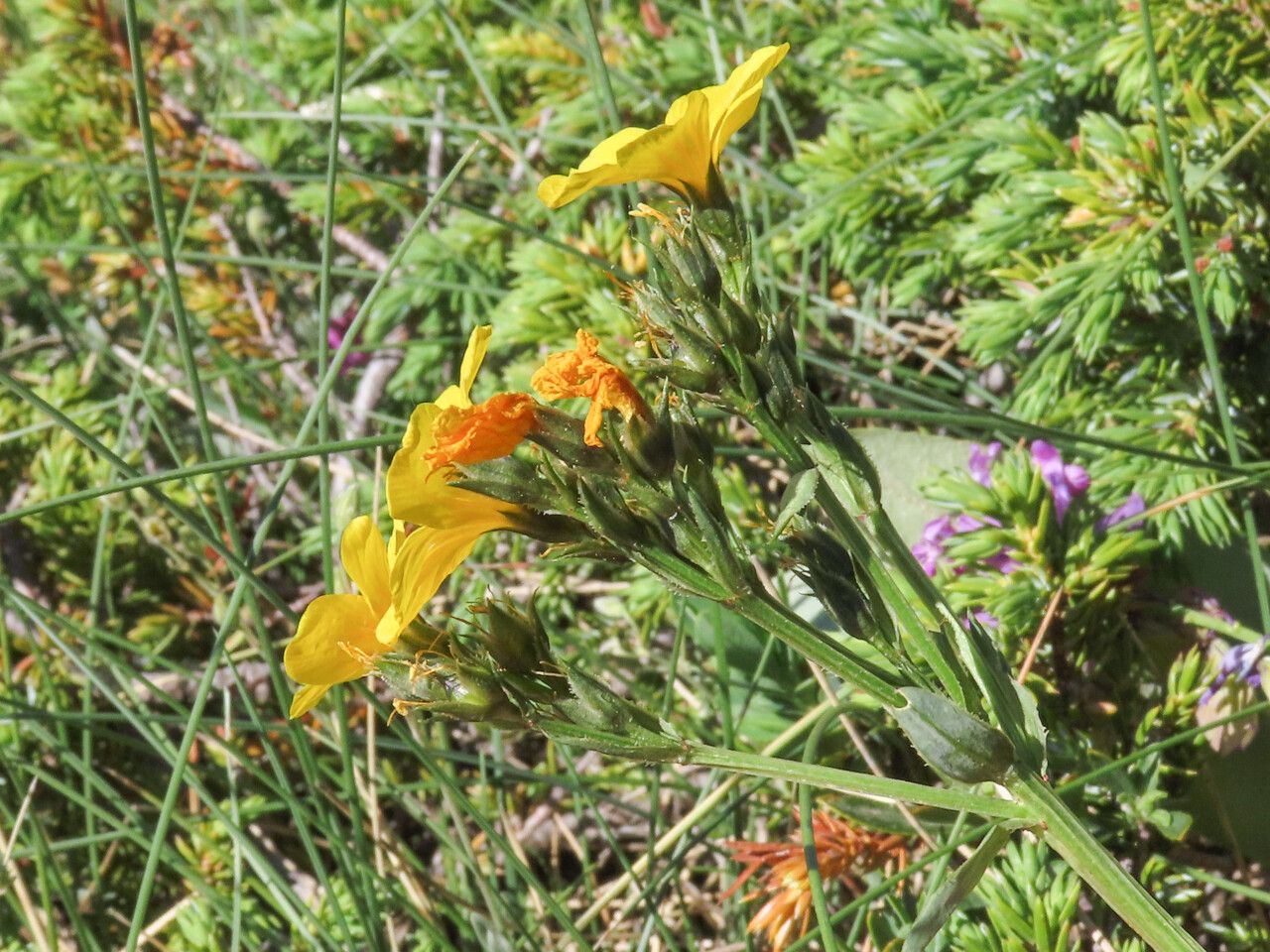 Linum capitatum flower