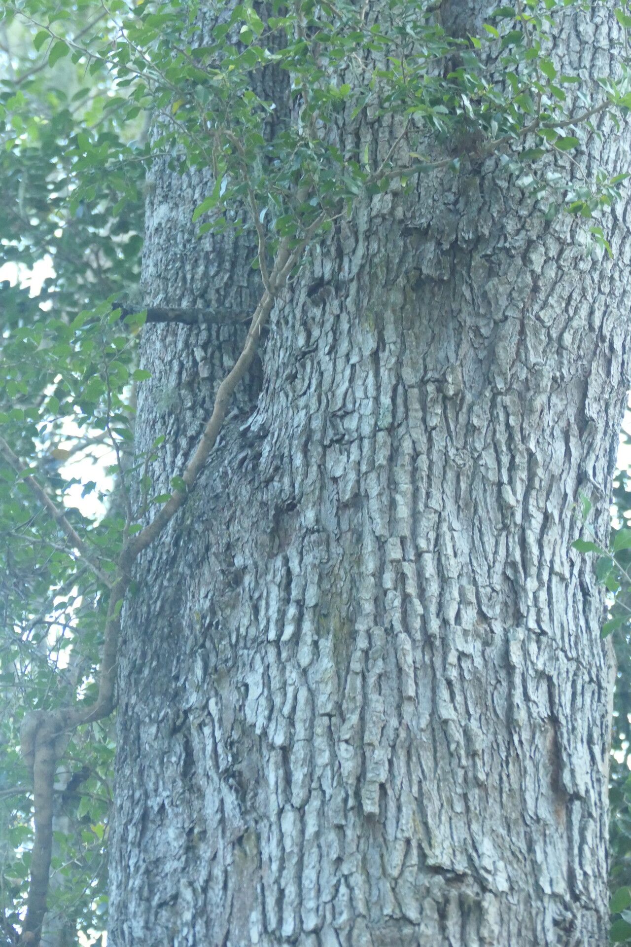 Olinia ventosa bark