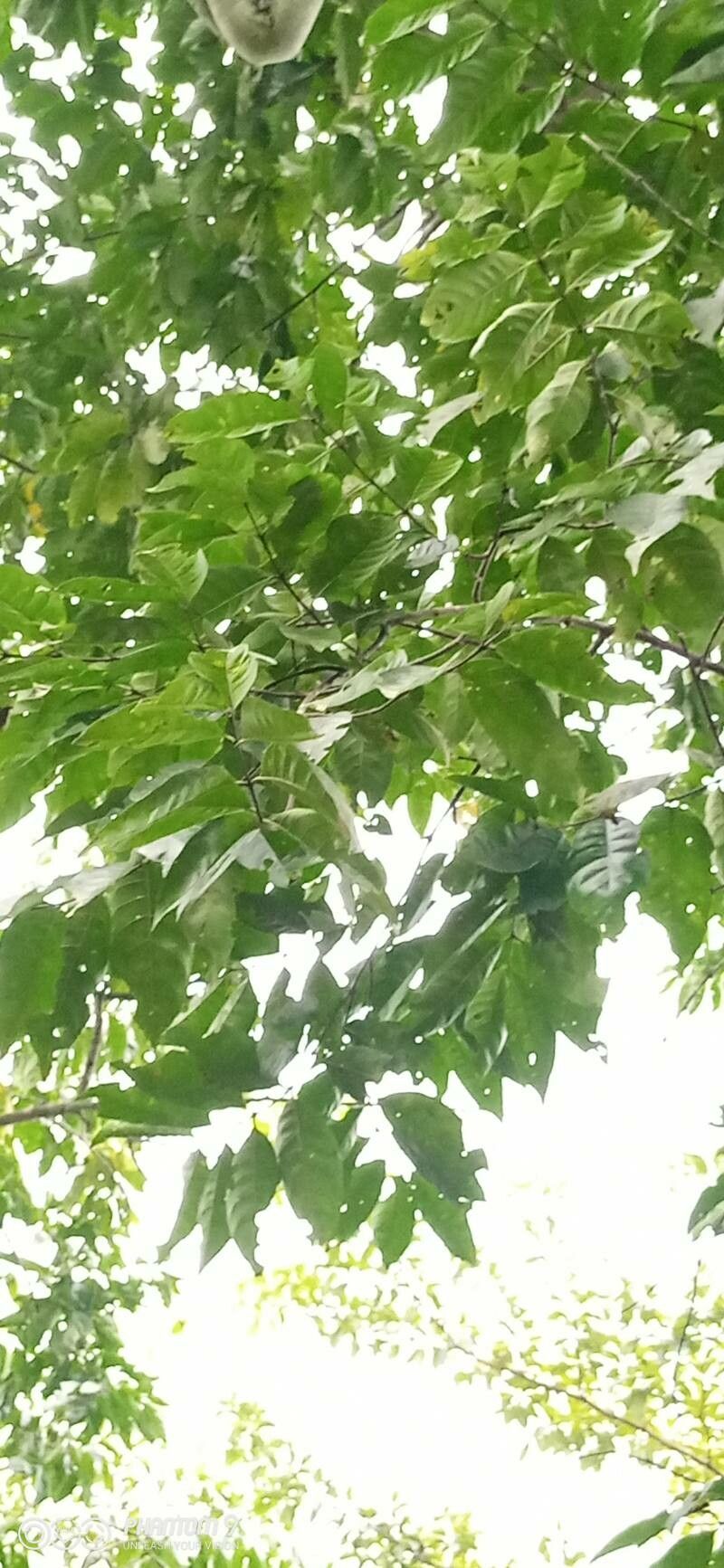 Holarrhena floribunda — related species from the same genus