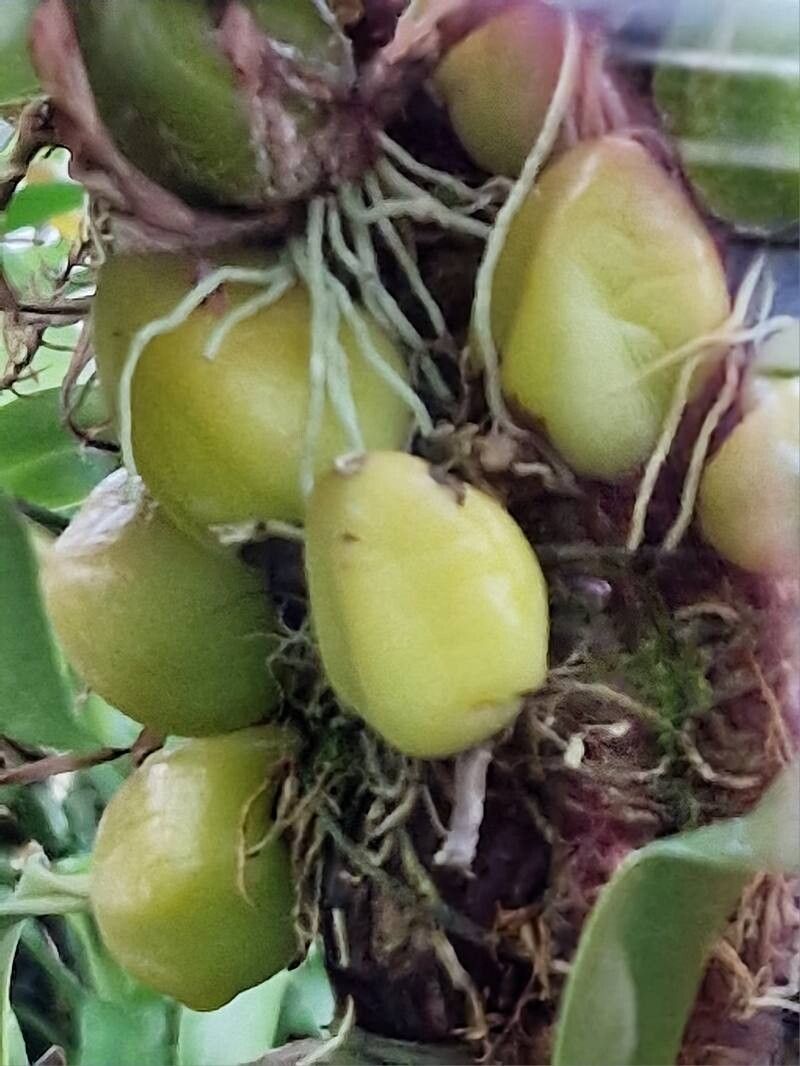 Bulbophyllum lilacinum habit