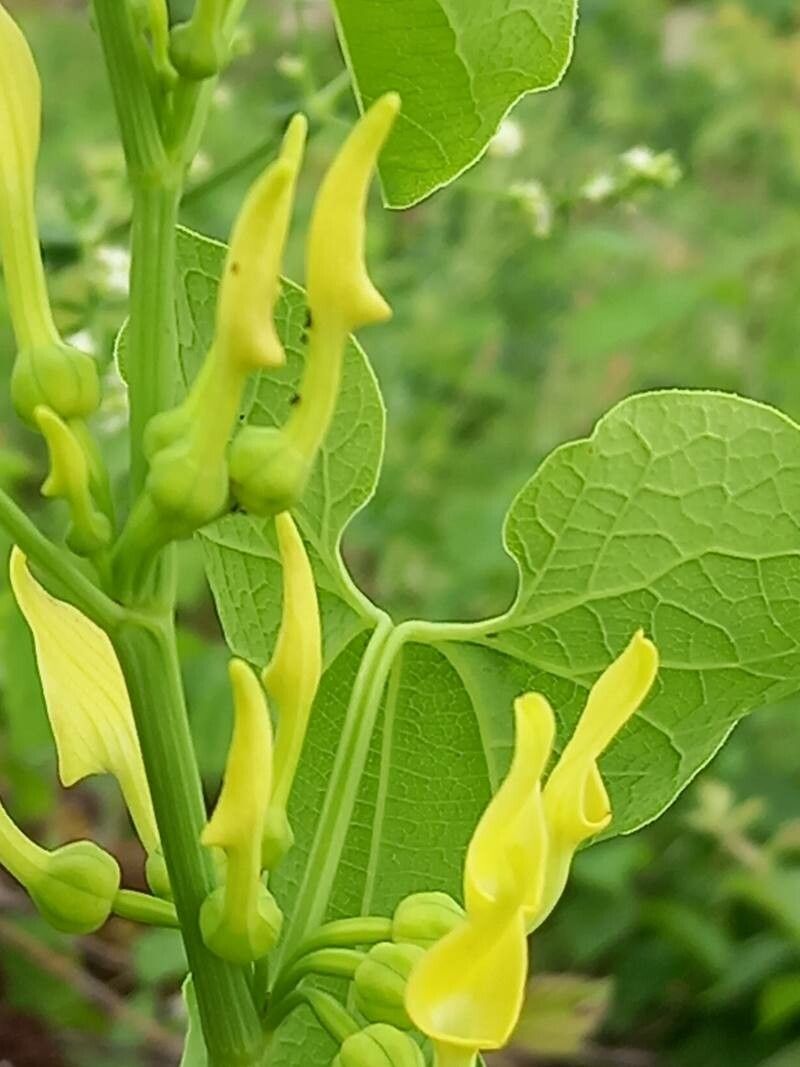 Aristolochia clematitis flower