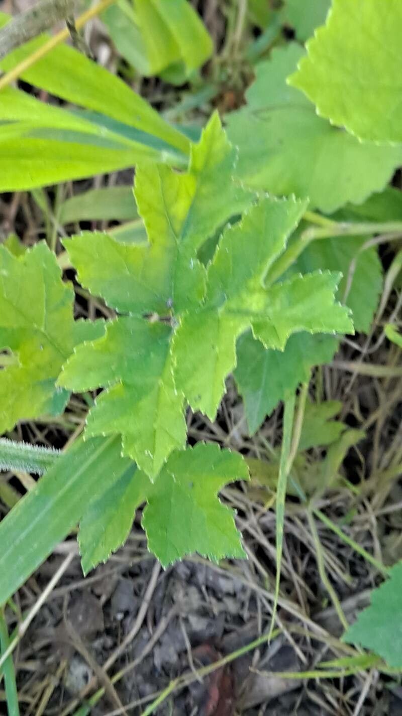 Heracleum austriacum — search result for 'Heracleum'
