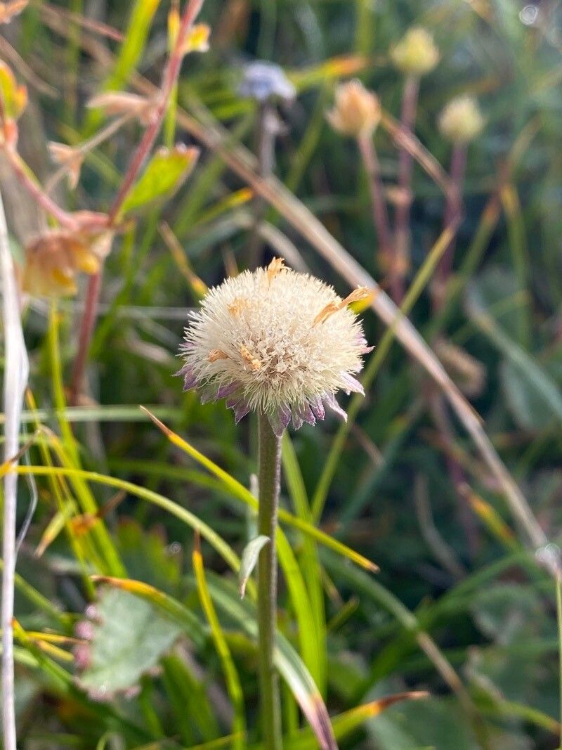 Erigeron uniflorus fruit