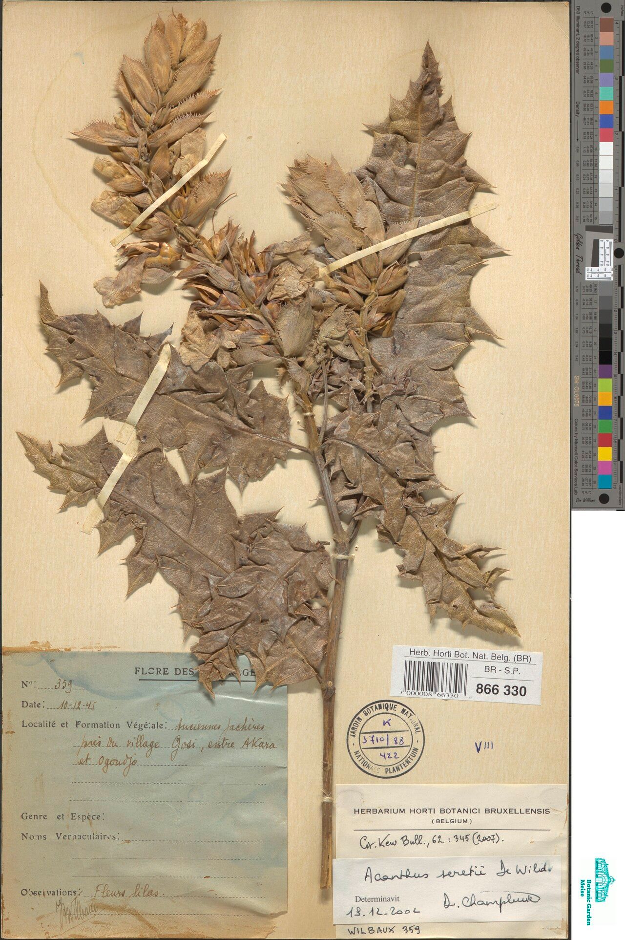 Acanthus seretii — search result for 'Acanthus'