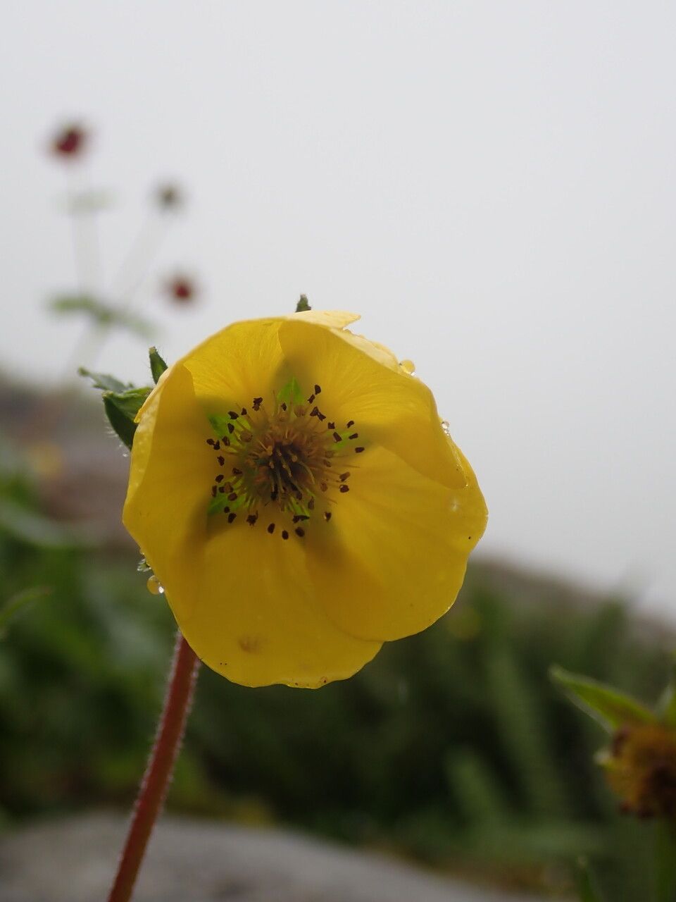Geum elatum habit