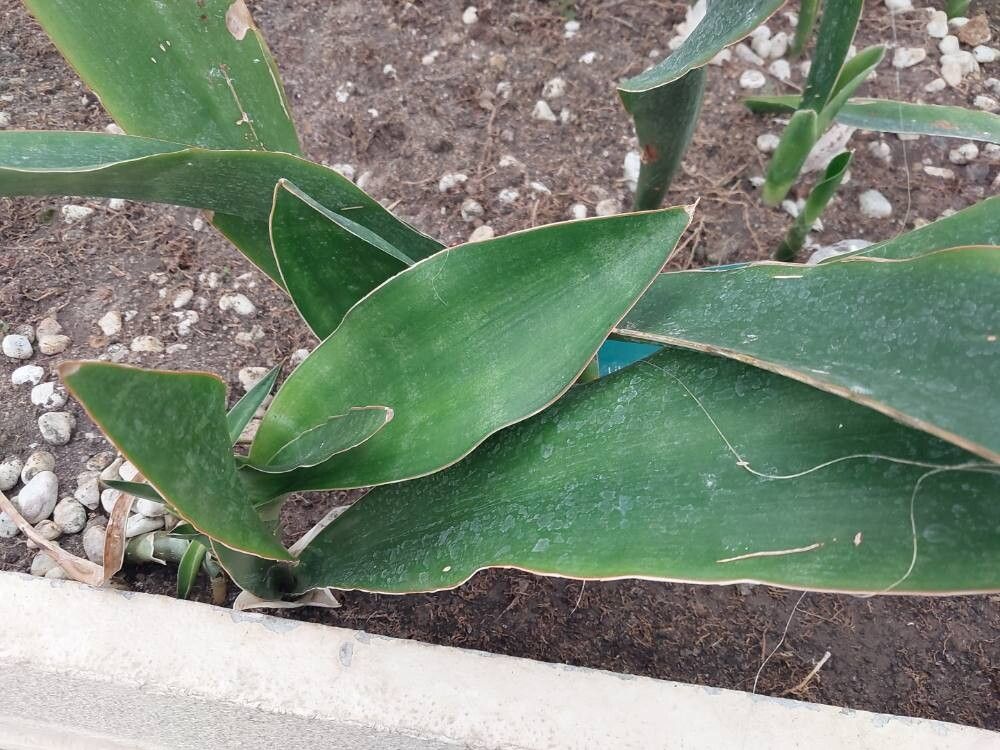 Sansevieria liberica leaf