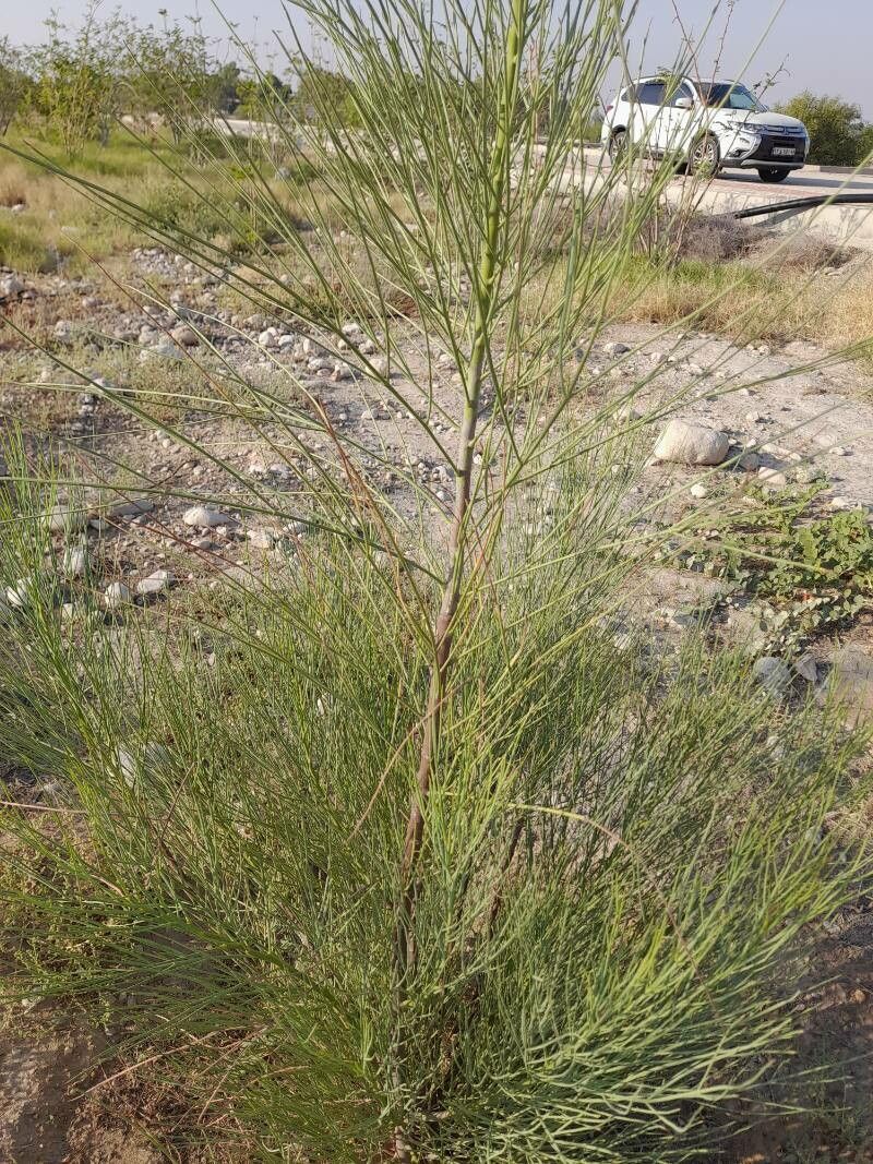 Moringa peregrina habit