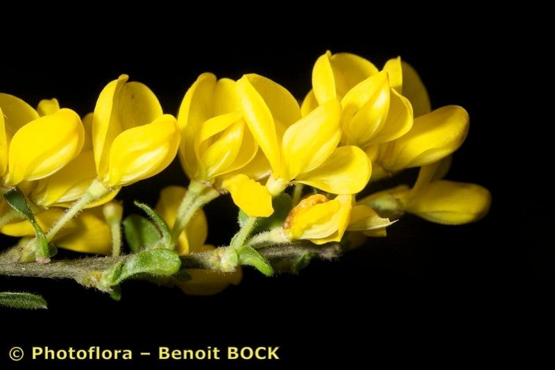 Cytisus ardoinoi leaf