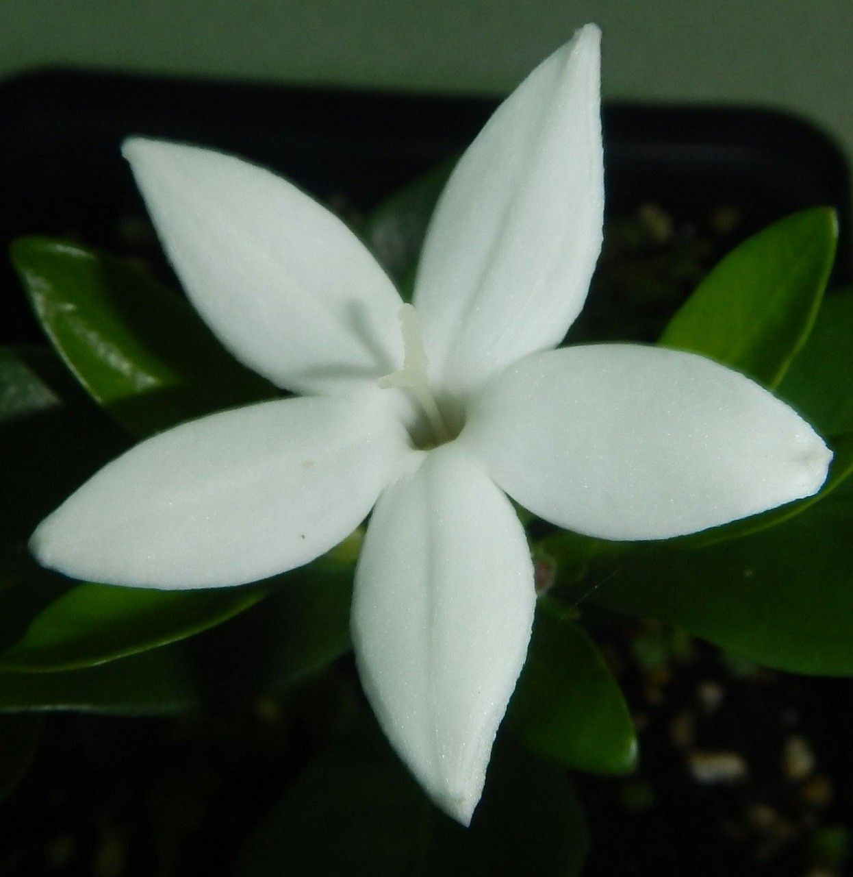 Psychotria spachiana — houseplant care guide