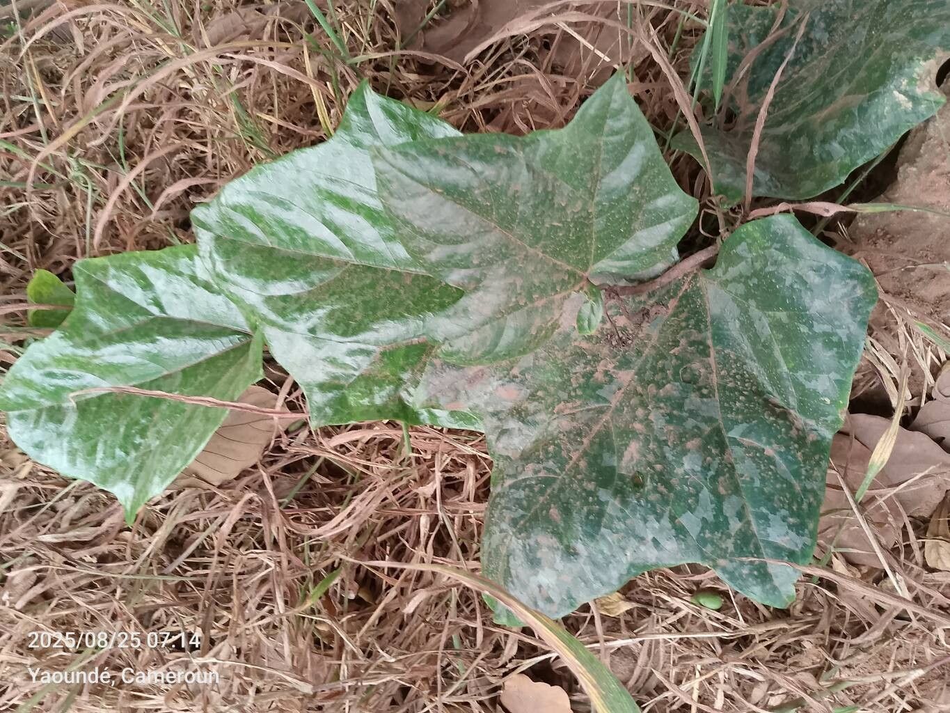 Lagenaria breviflora — related species from the same genus