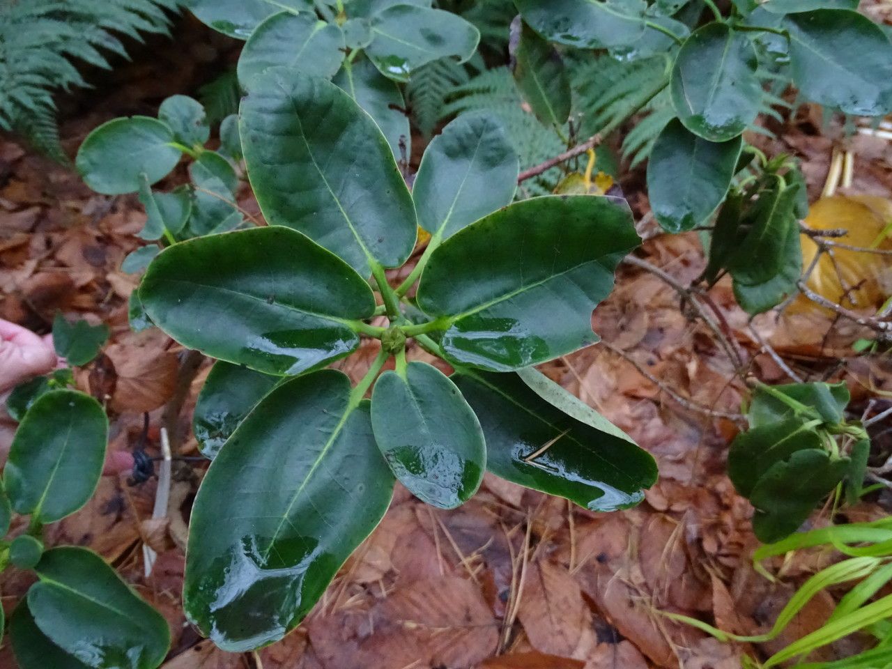 Rhododendron wardii — houseplant care guide