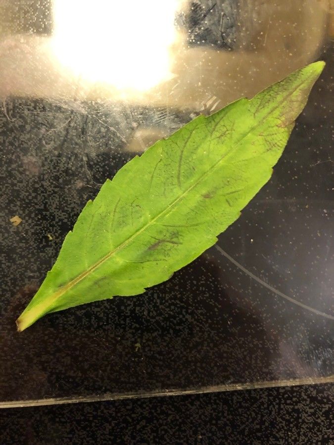 Penstemon smallii — search result for 'Penstemon'