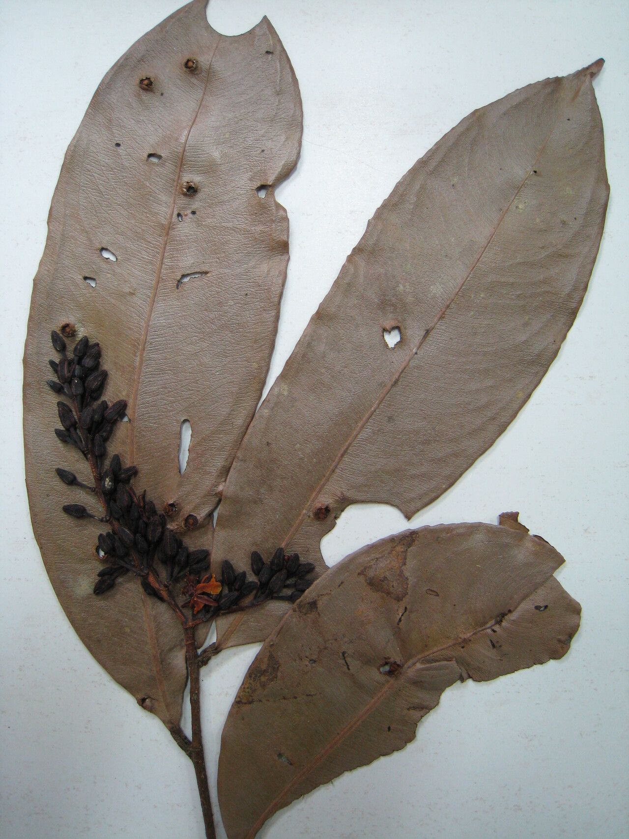 Ouratea cerebroidea — houseplant care guide