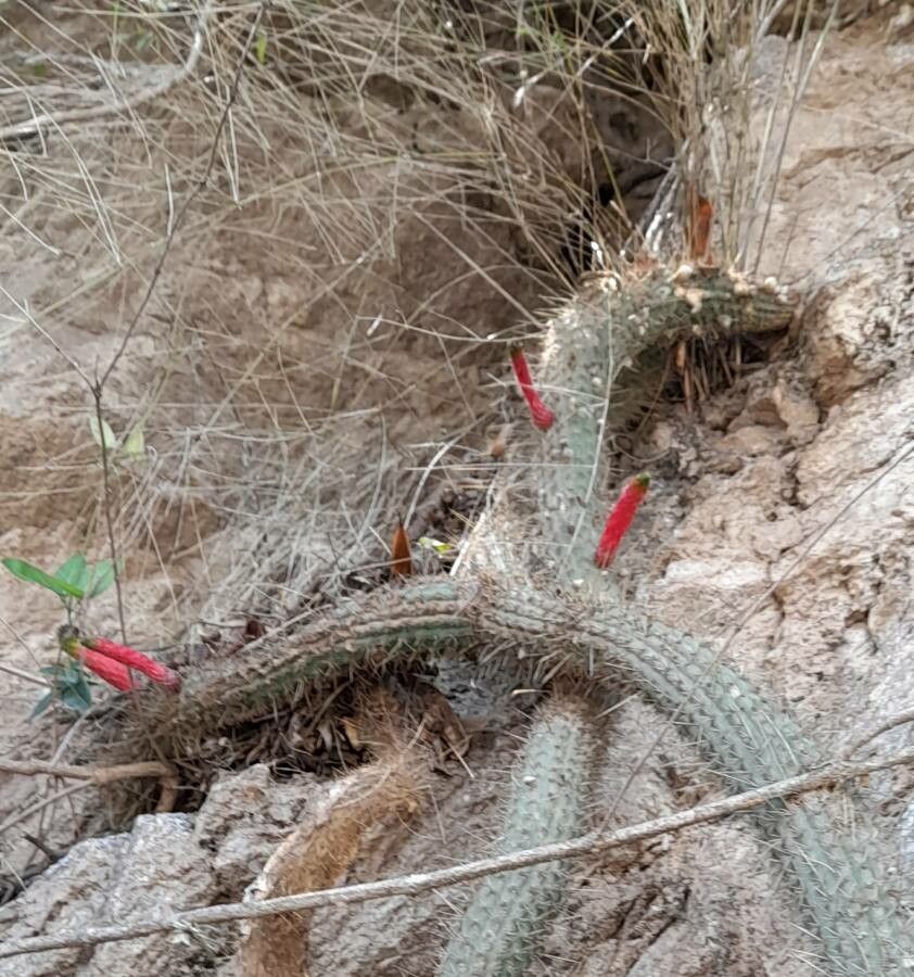 Cleistocactus smaragdiflorus flower