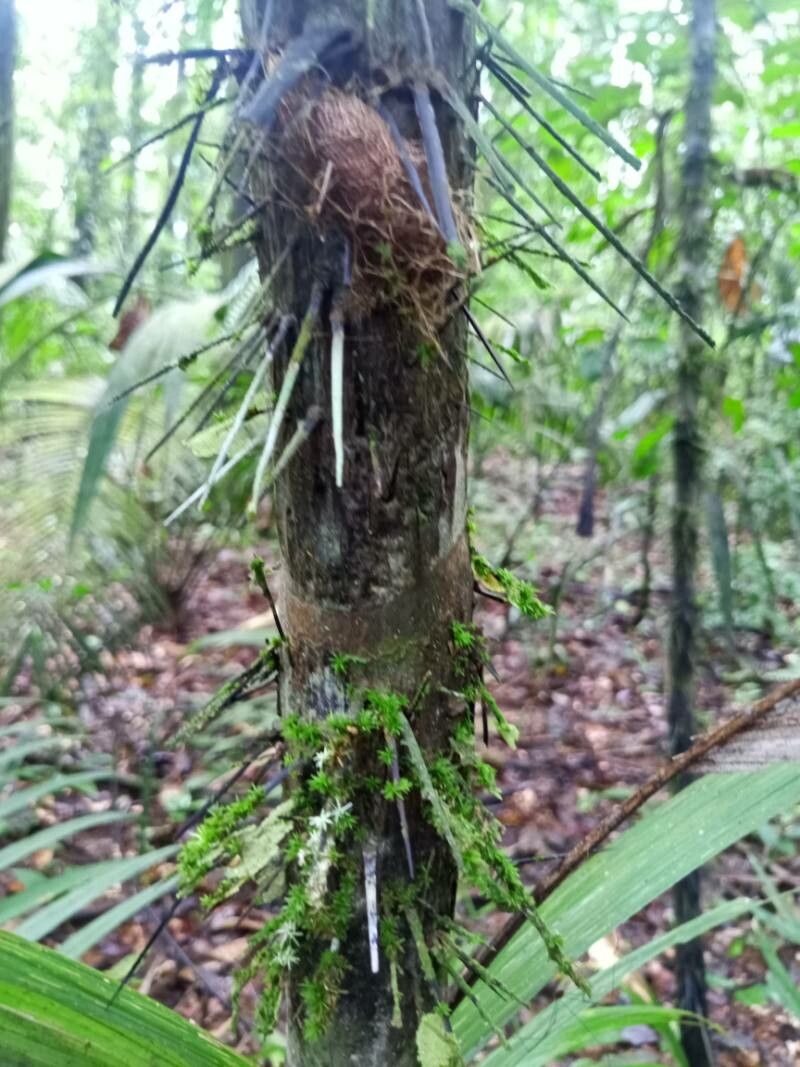 Astrocaryum gynacanthum bark