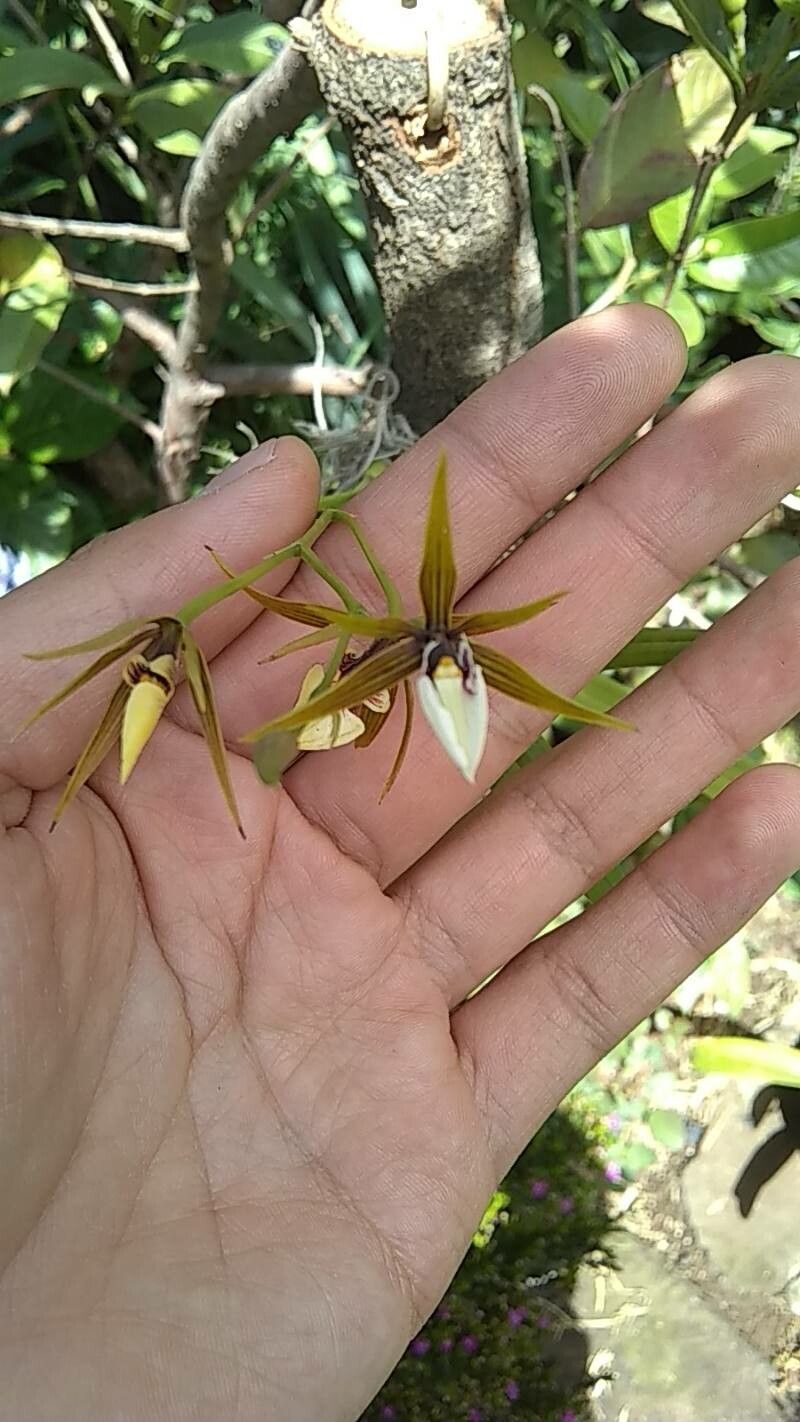 Prosthechea pastoris flower
