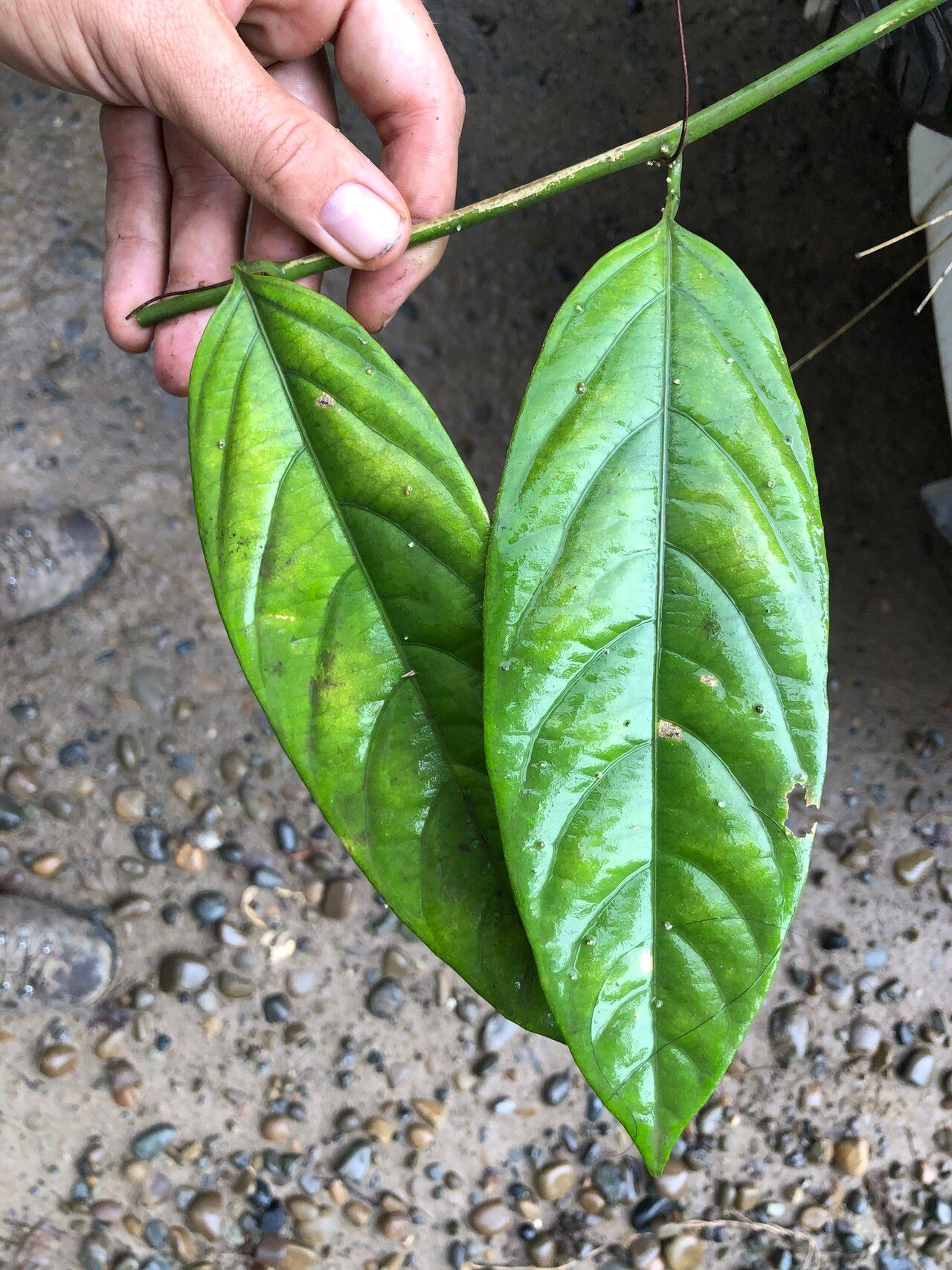 Passiflora riparia — houseplant care guide