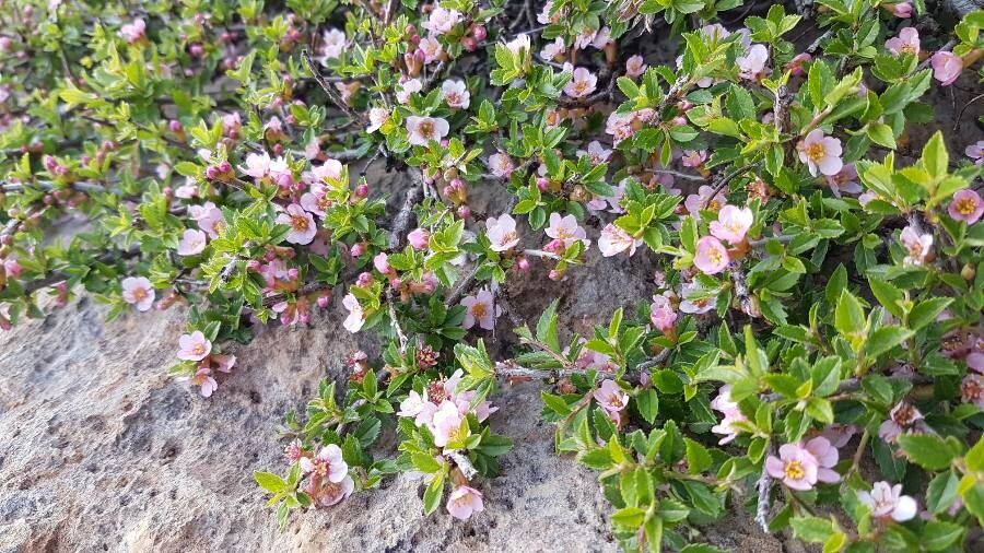 Prunus prostrata flower