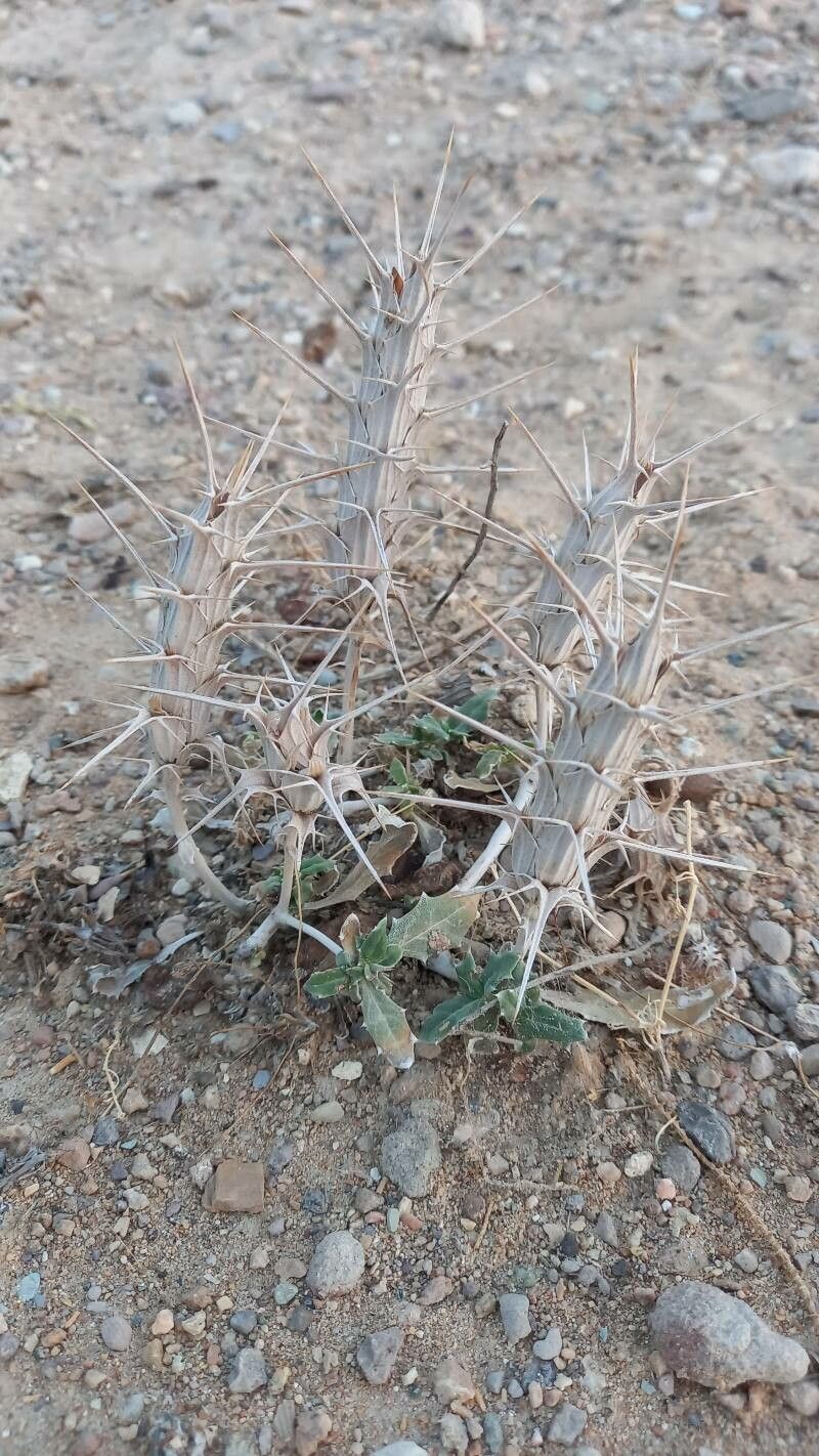 Blepharis ciliaris fruit