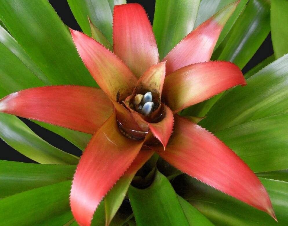 Nidularium procerum — houseplant care guide