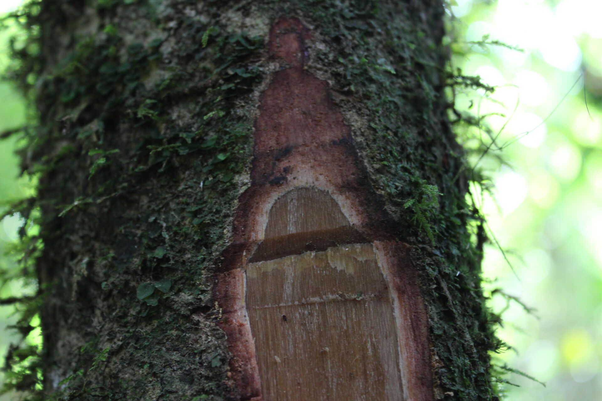 Bombax brevicuspe bark