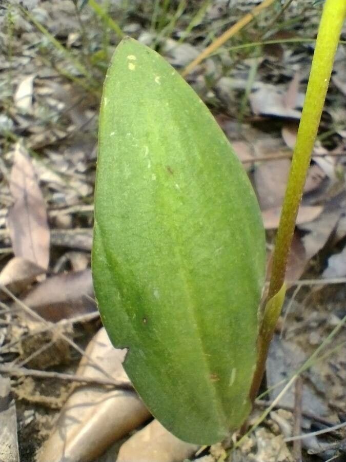 Cryptostylis subulata — houseplant care guide