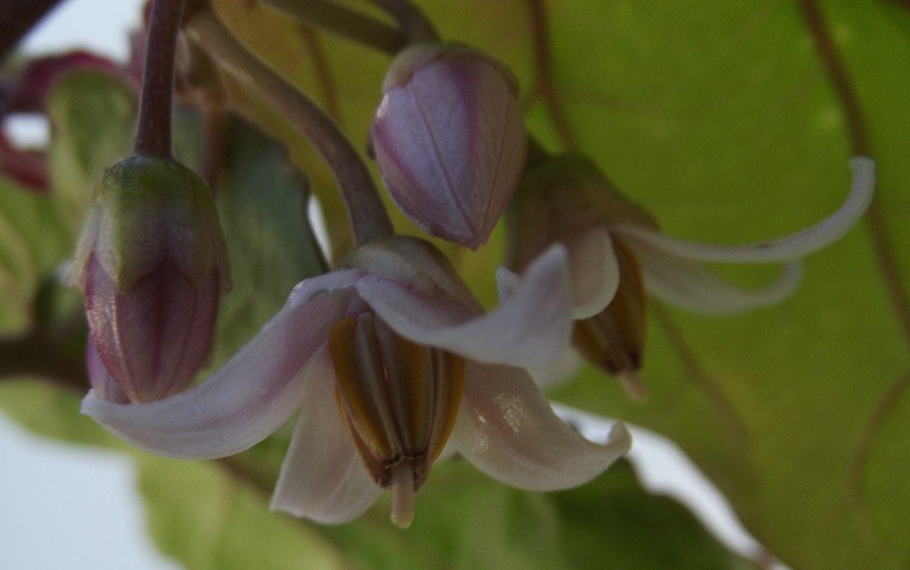Cyphomandra betacea flower