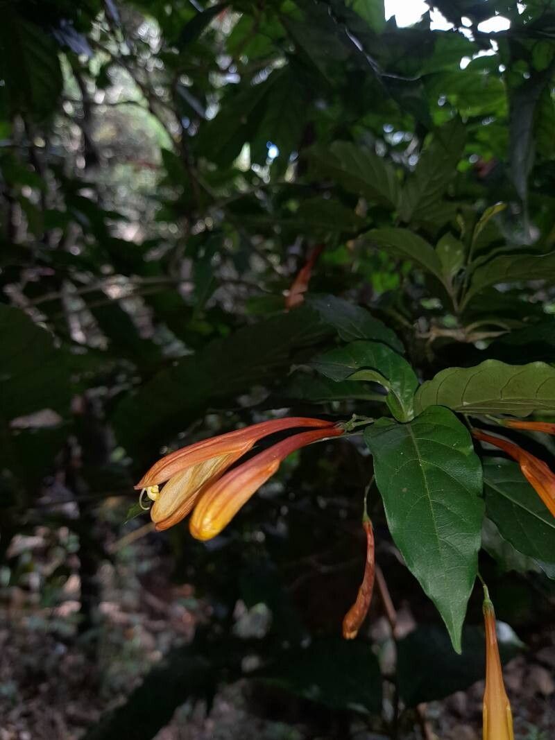 Justicia macrantha flower