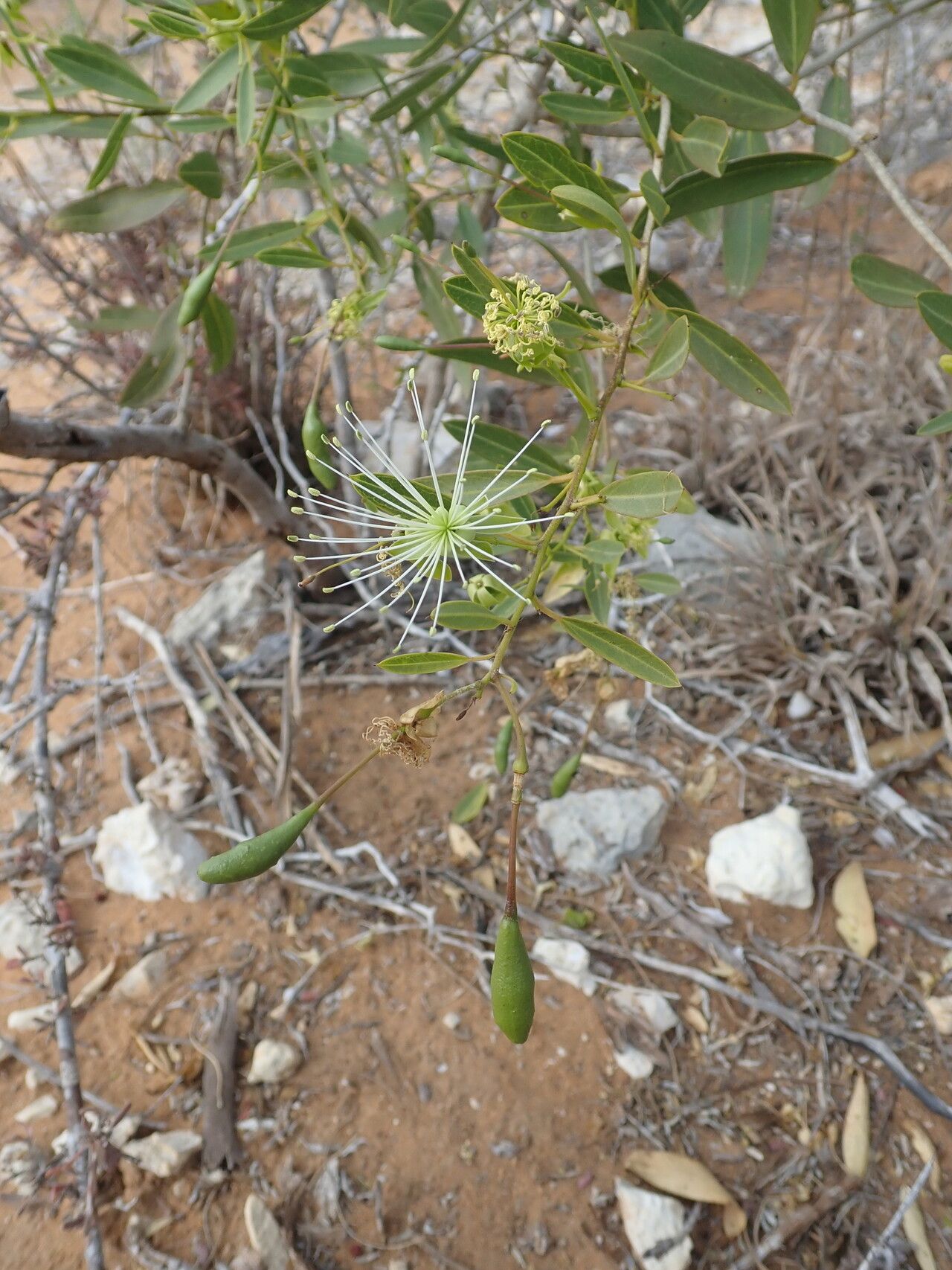 Maerua humbertii — search result for 'Maerua'