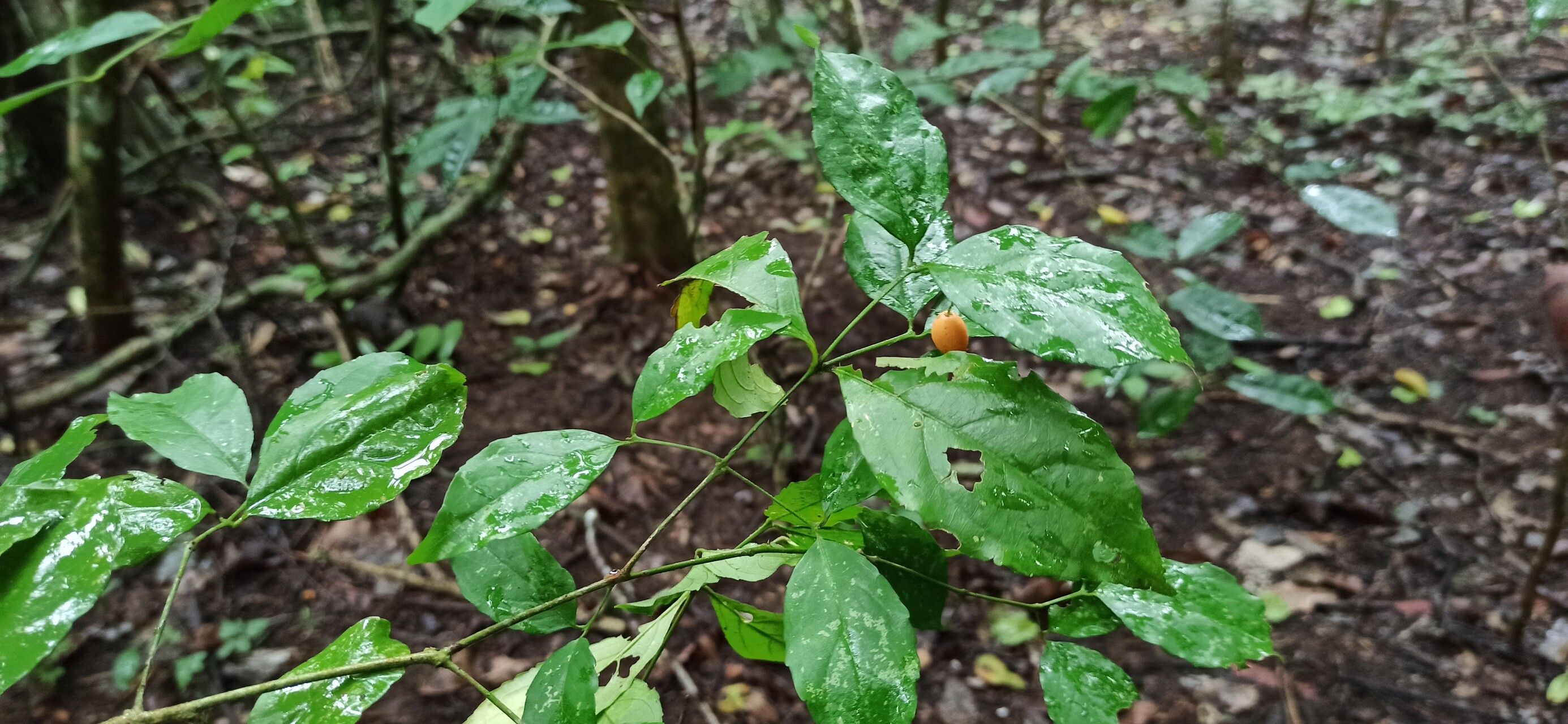 Crossopetalum serrulatum — search result for 'Crossopetalum'