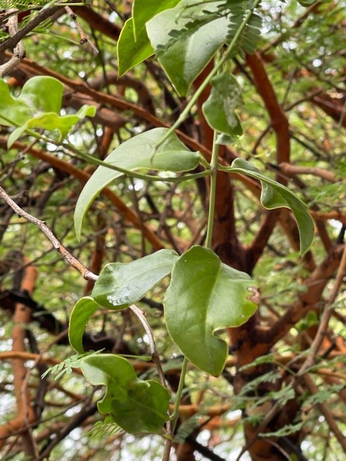 Oxera oreophila — houseplant care guide