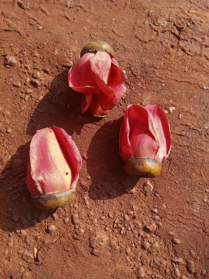 Bombax buonopozense fruit