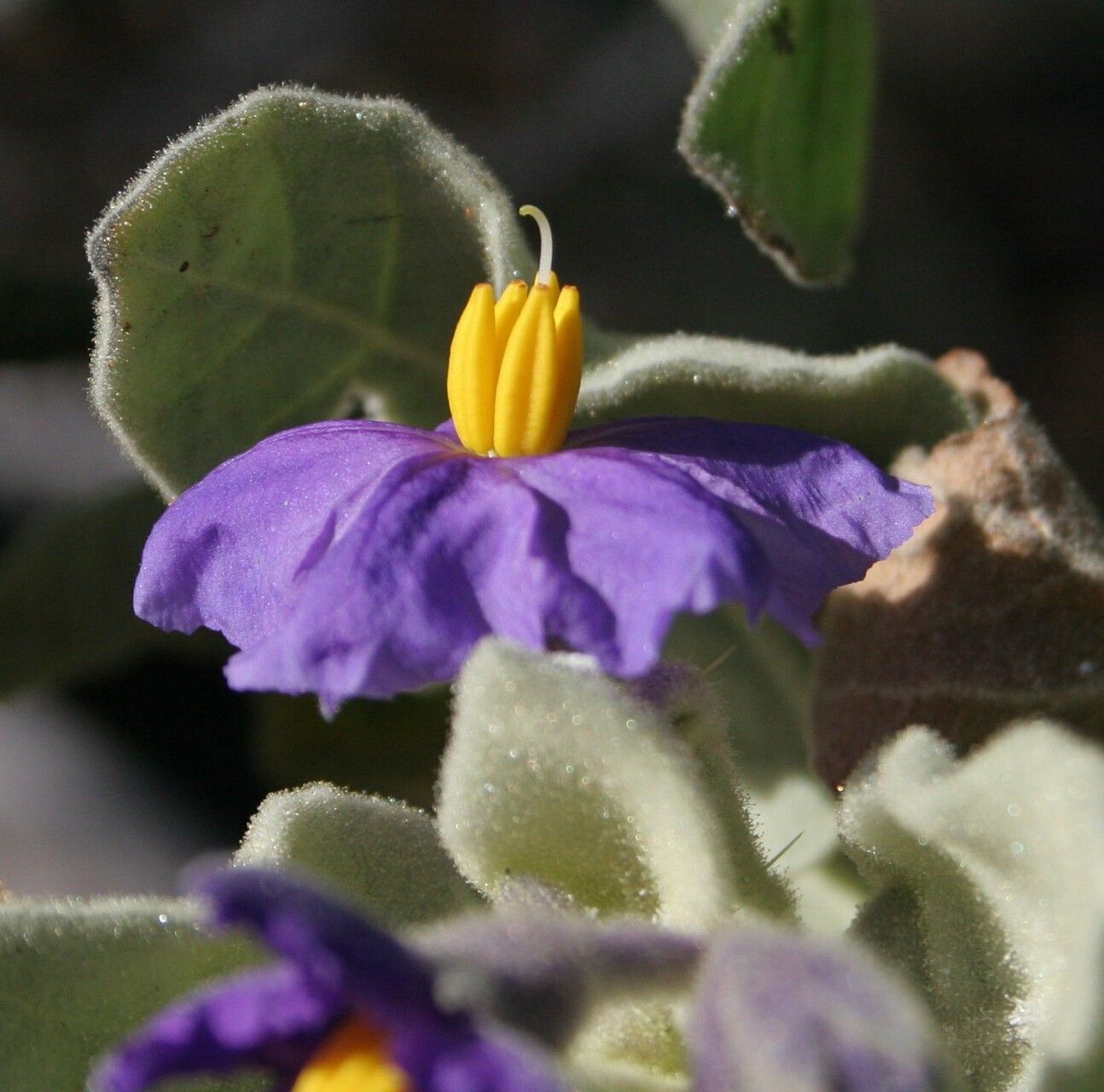 Solanum ashbyae flower