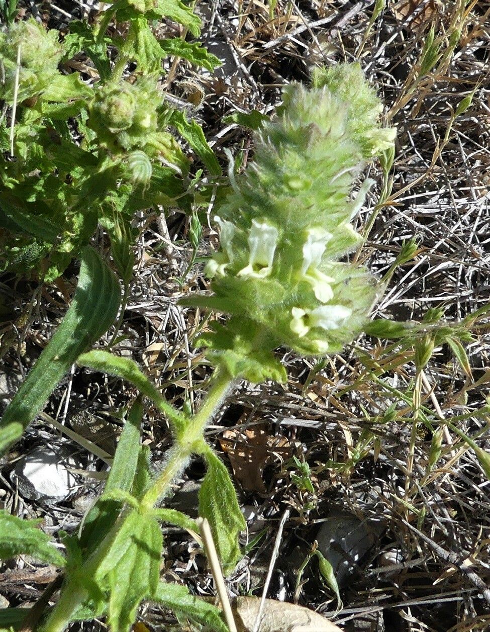 Sideritis endressii bark