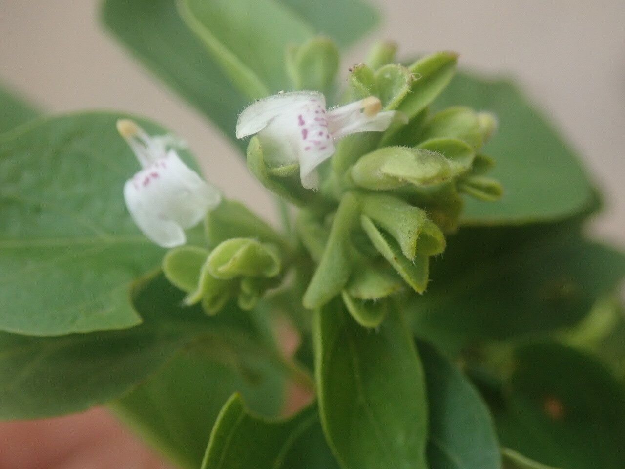 Hypoestes cochlearia flower