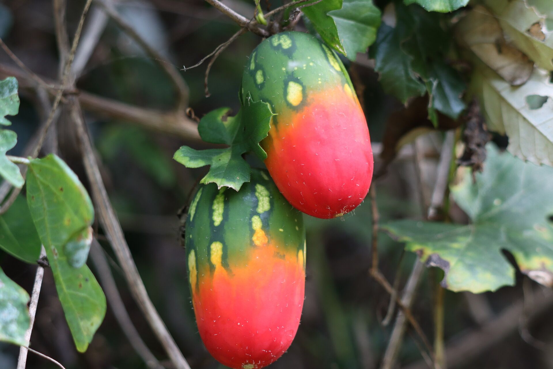 Coccinia rehmannii fruit