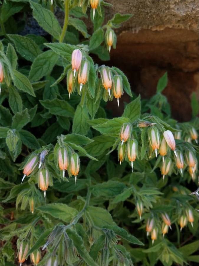 Onosma orientalis flower