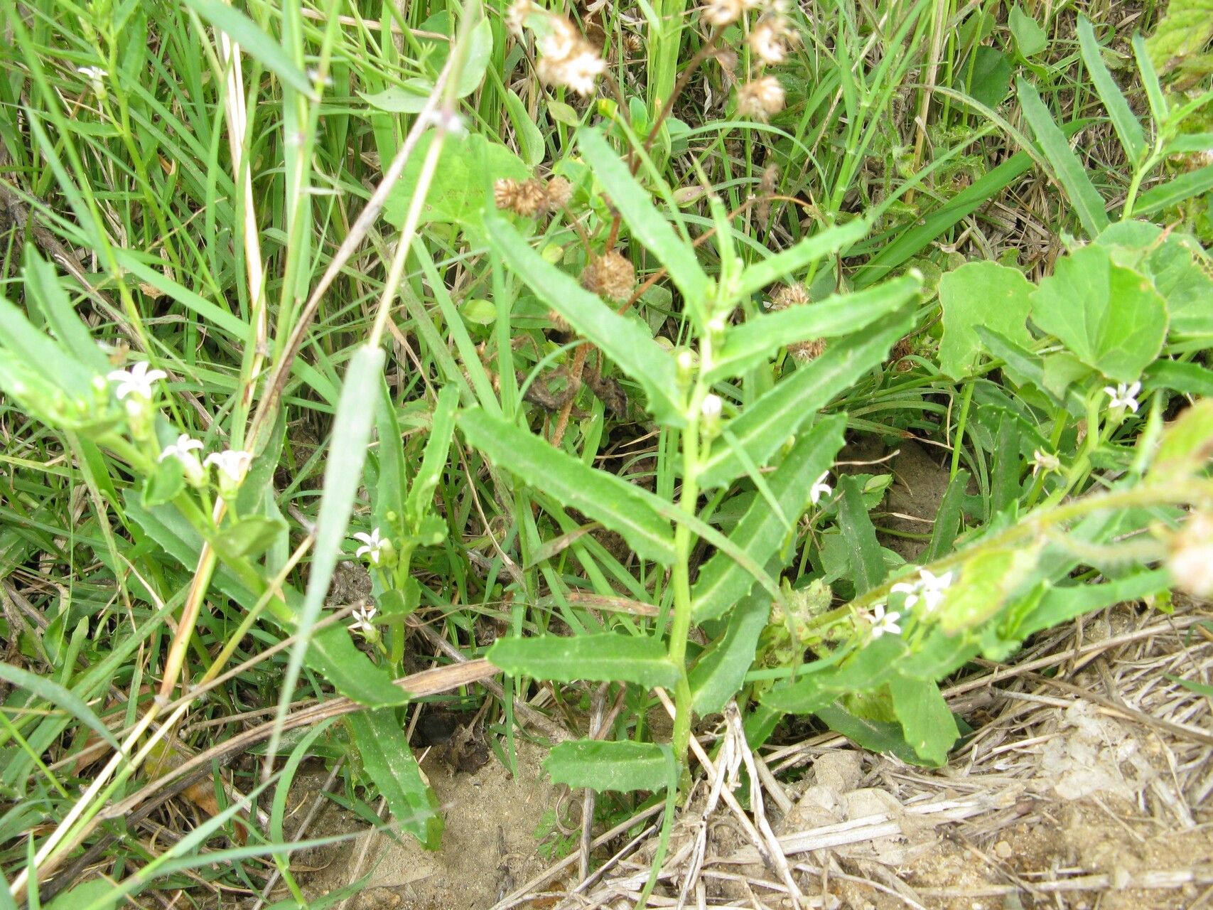 Lobelia concolor leaf