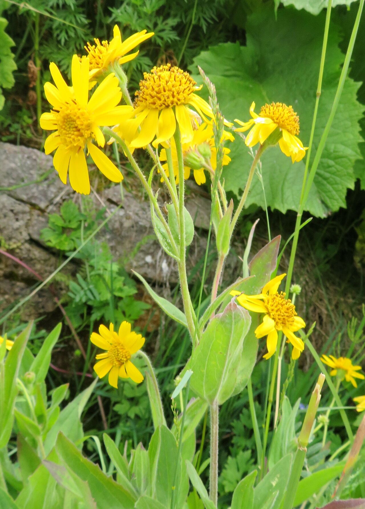 Arnica lonchophylla habit