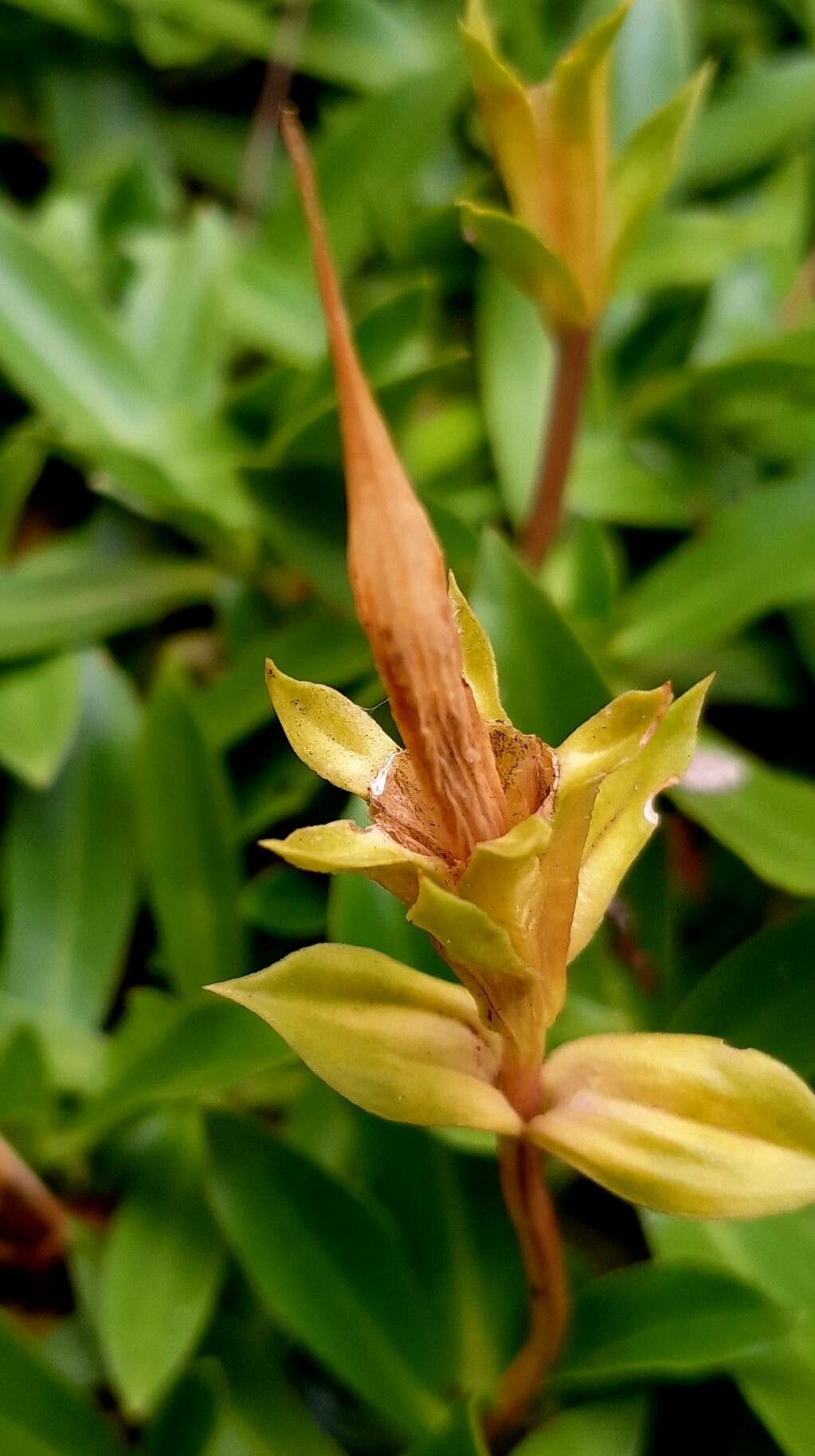 Gentiana dinarica fruit