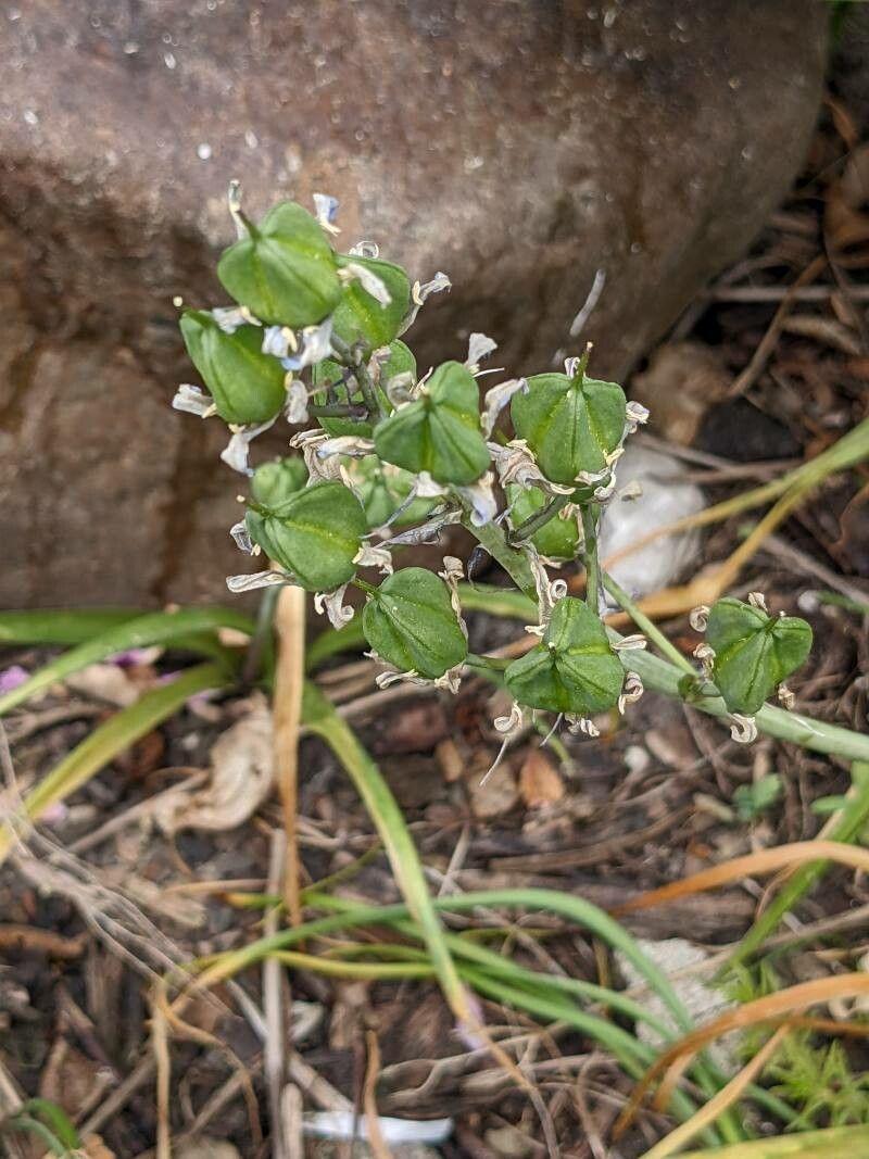 Hyacinthoides hispanica fruit