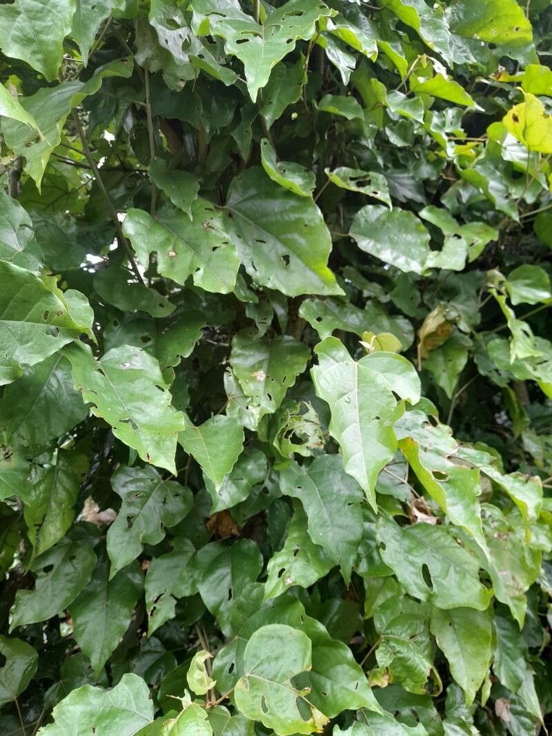 Croton niveus — houseplant care guide