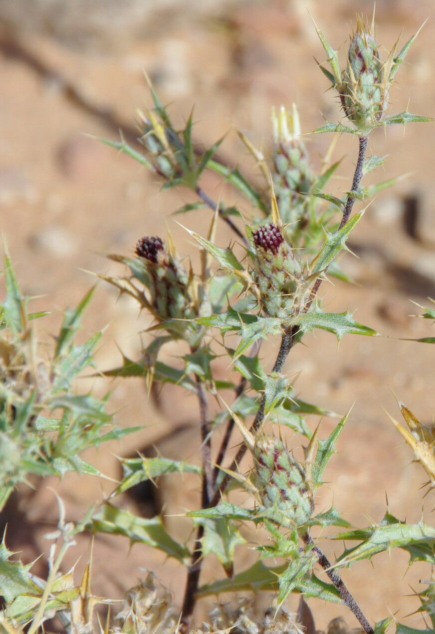Atractylis aristata leaf