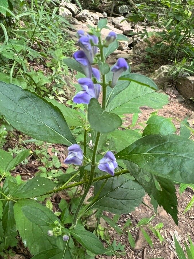 Scutellaria serrata flower