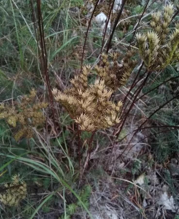 Petrosedum ochroleucum fruit