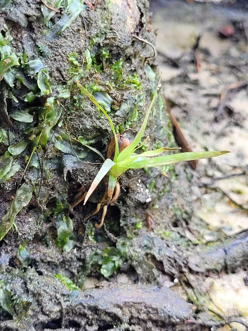 Subularia aquatica — houseplant care guide