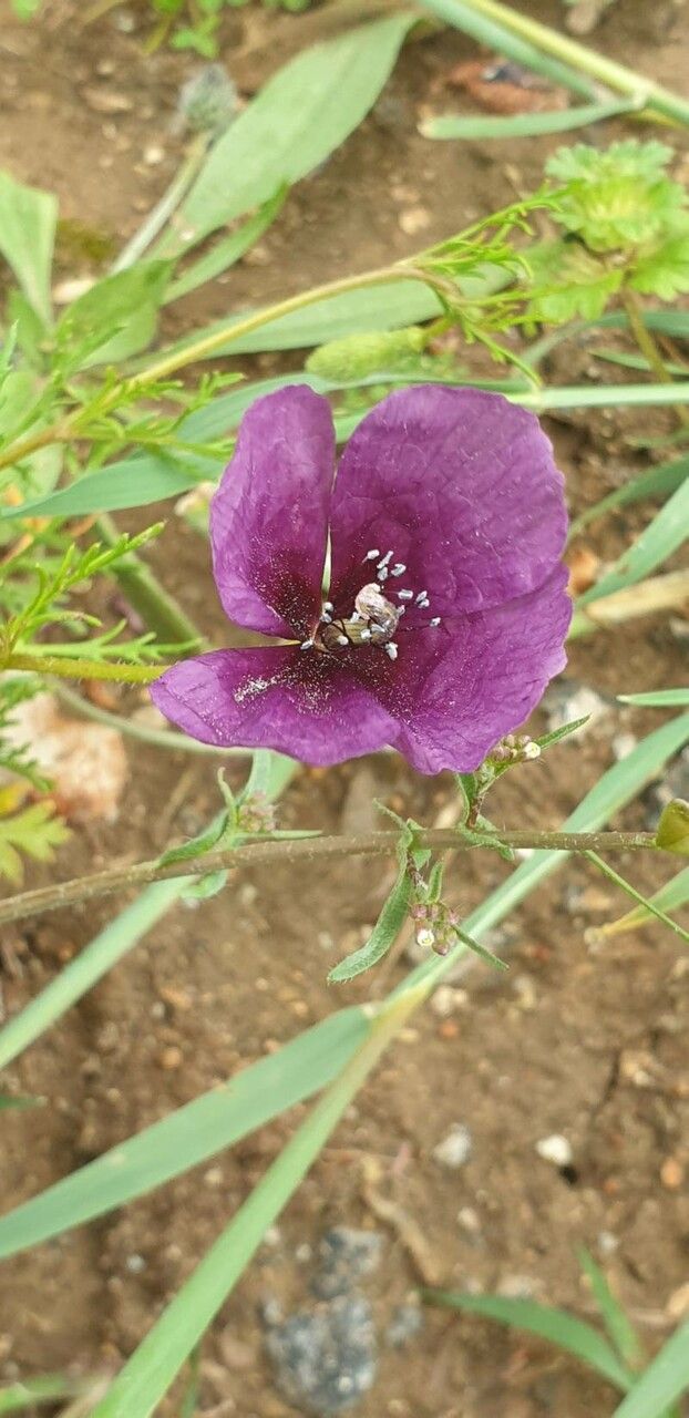 Roemeria hybrida flower